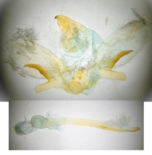 Sphinx maurorum